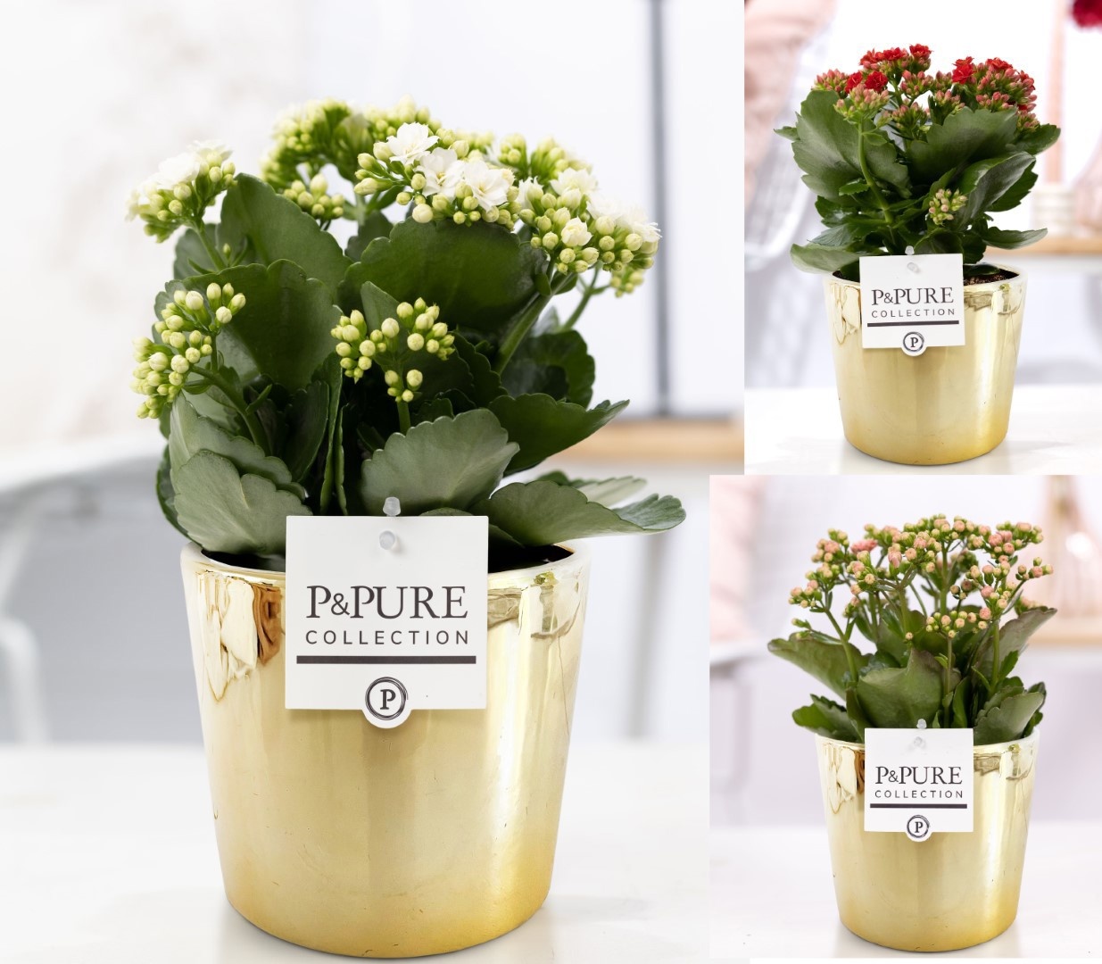 Kalanchoe mix in P&PURE Laryssa shiny gold, D 12 cm Kalanchoe mix in P&PURE Laryssa shiny gold, D 12 cm