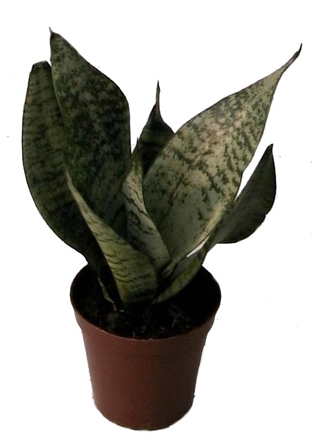 SANSEVIERIA TRIFASCIATA 'Superba ', D 11