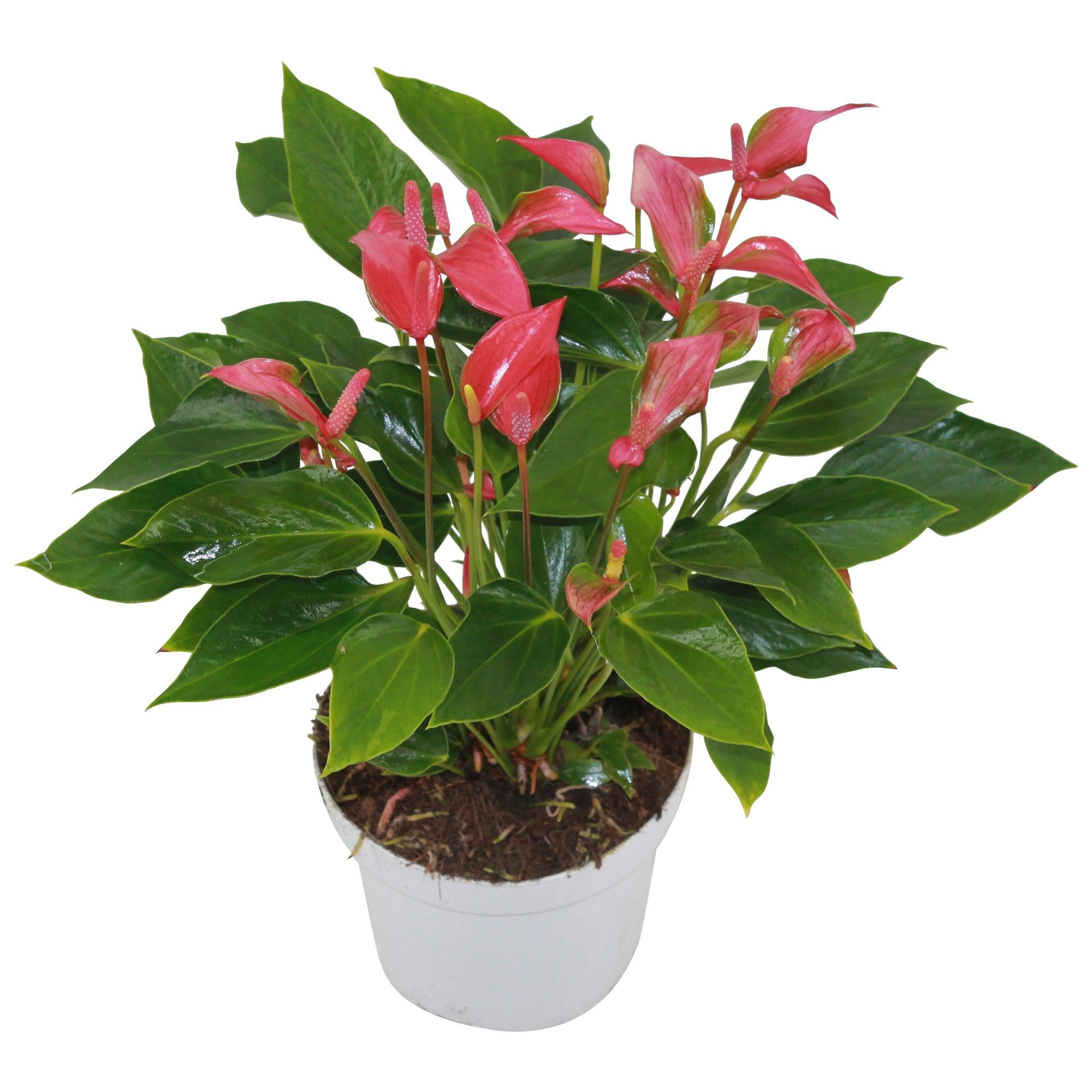 Anthurium XL.113 Trillions Red 14cm, D 14
