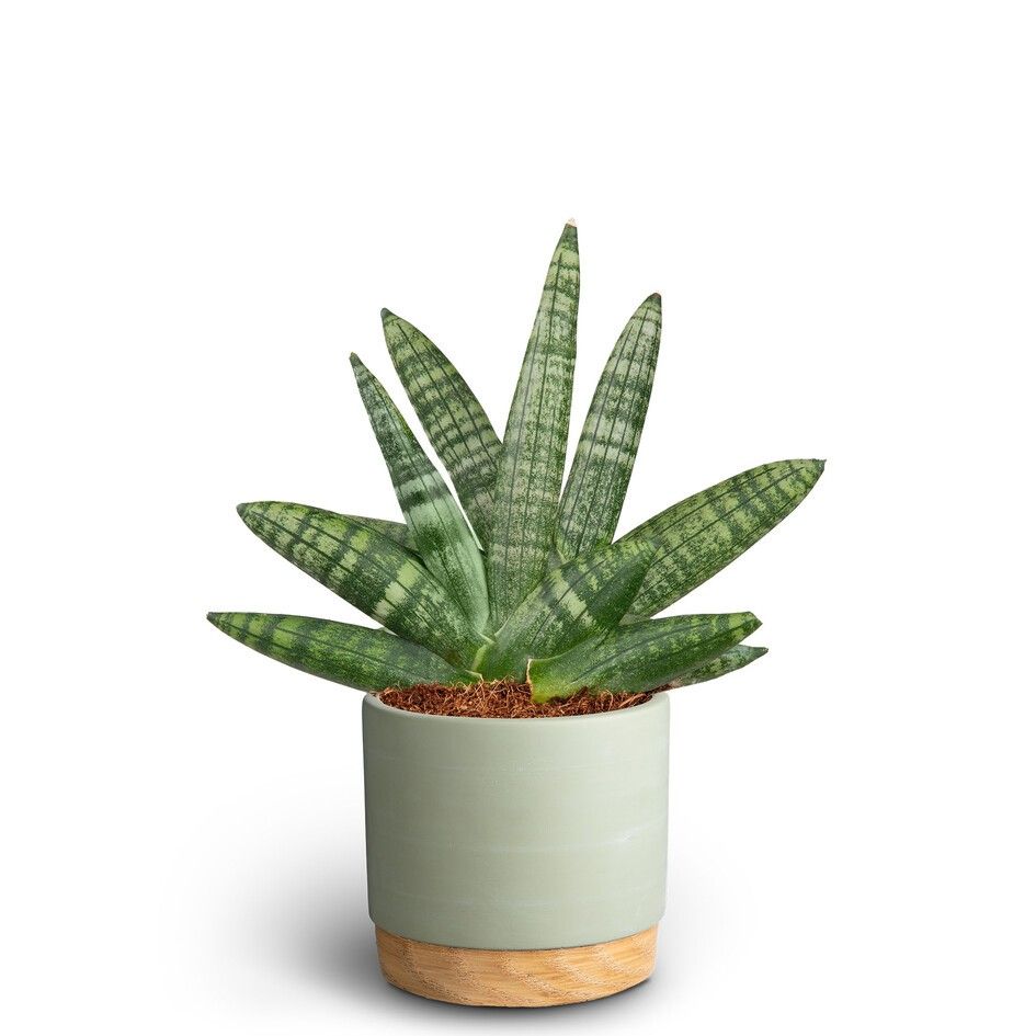 Woodbase Green, Sansevieria Boncellensis, D 10 cm Woodbase Green, Sansevieria Boncellensis, D 10 cm