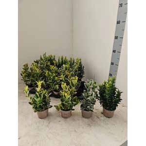 838 KR : Pot 9 cm Euonymus mix 4 soorten per tray, D 9 cm 838 KR : Pot 9 cm Euonymus mix 4 soorten per tray, D 9 cm
