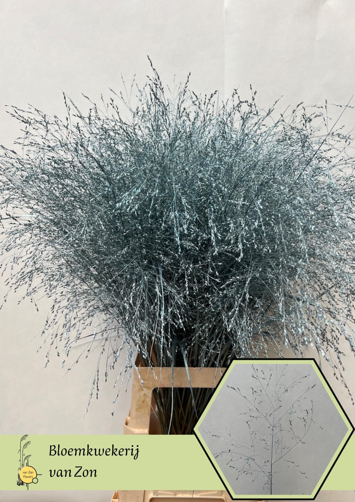 Сирграс Овериг Крашеный (краш. ) 95, шт.