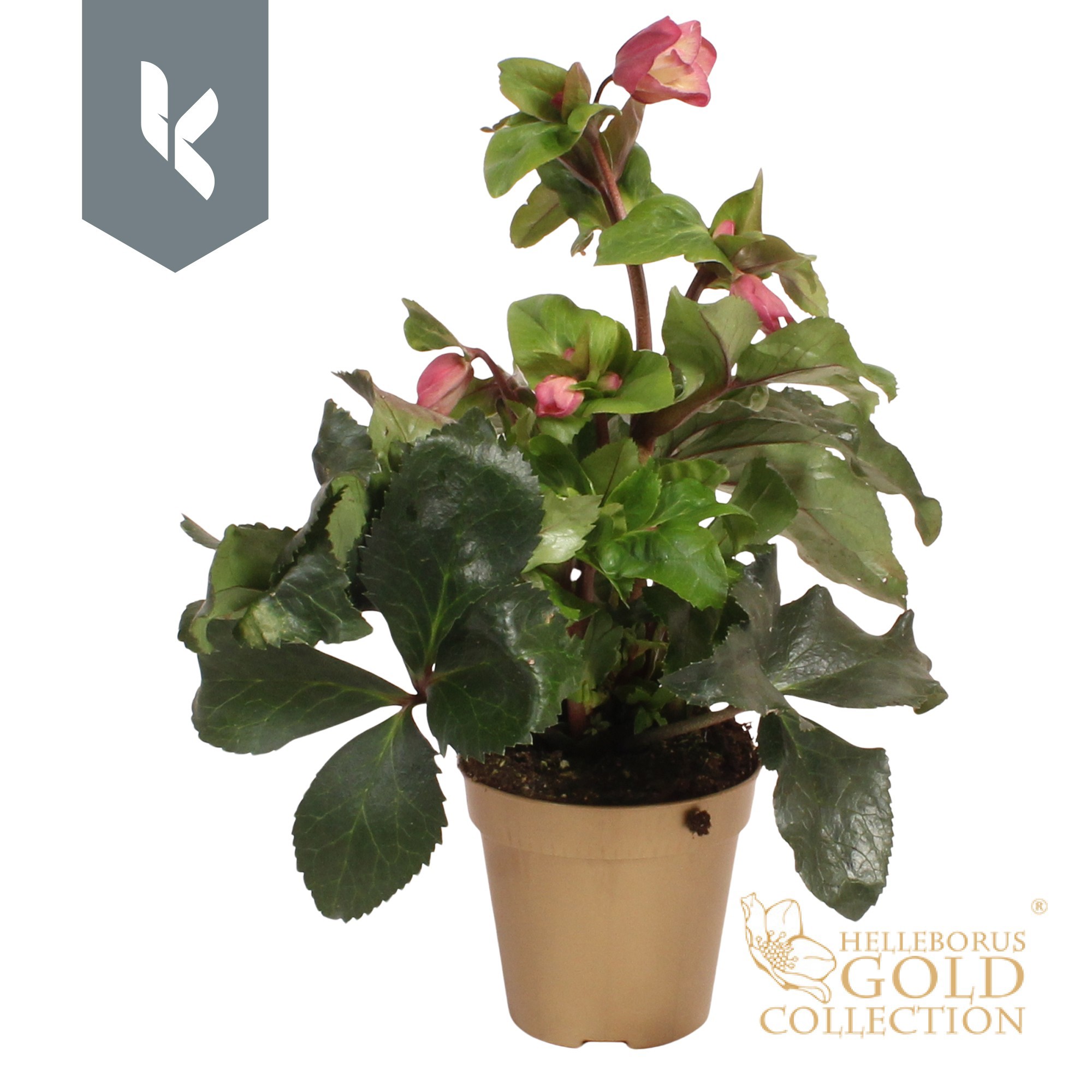 HGC Helleborus Ice N Roses Early Rose in gouden pot, D 13 cm