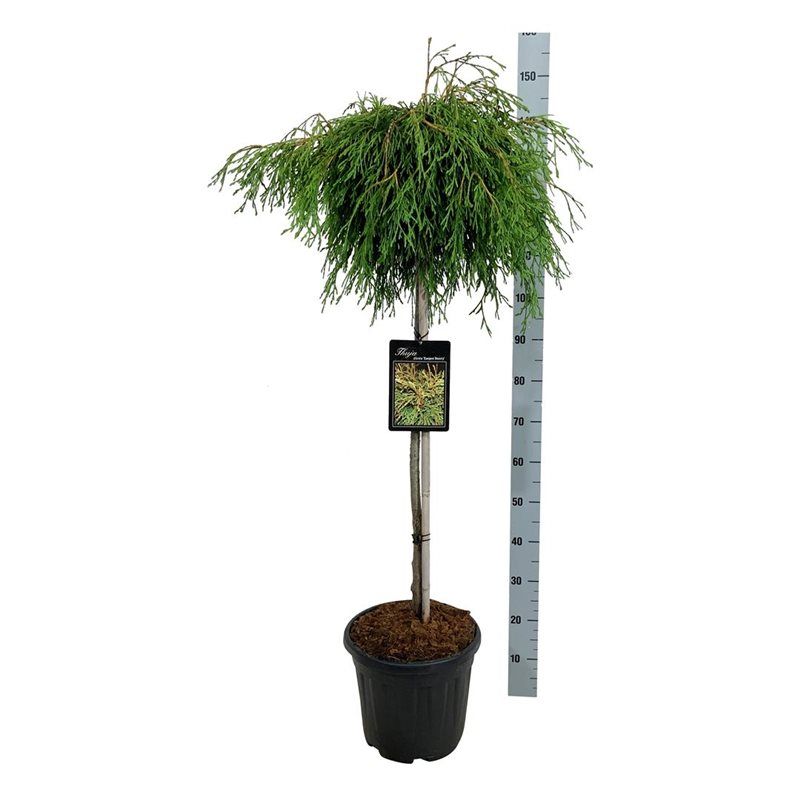 Thuja pl. 'Kager's Beauty', D 32