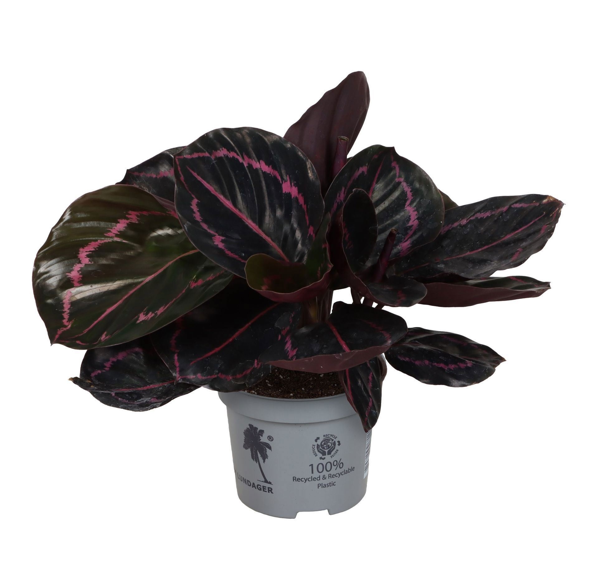 Calathea Dottie 9 cm, D 9 cm Calathea Dottie 9 cm, D 9 cm