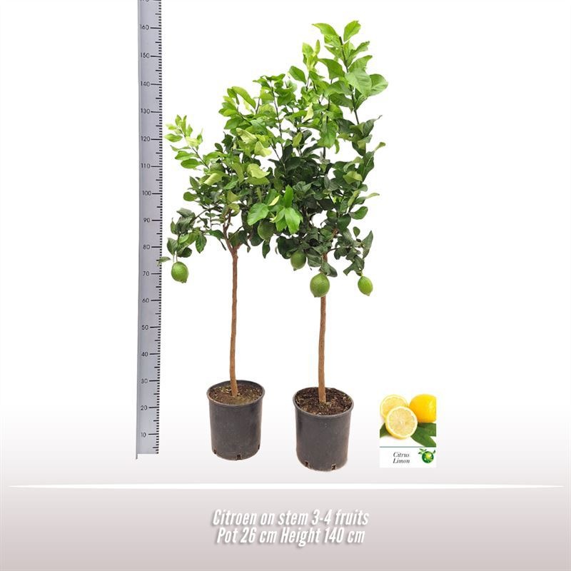 Citroen op stam, D 26 cm