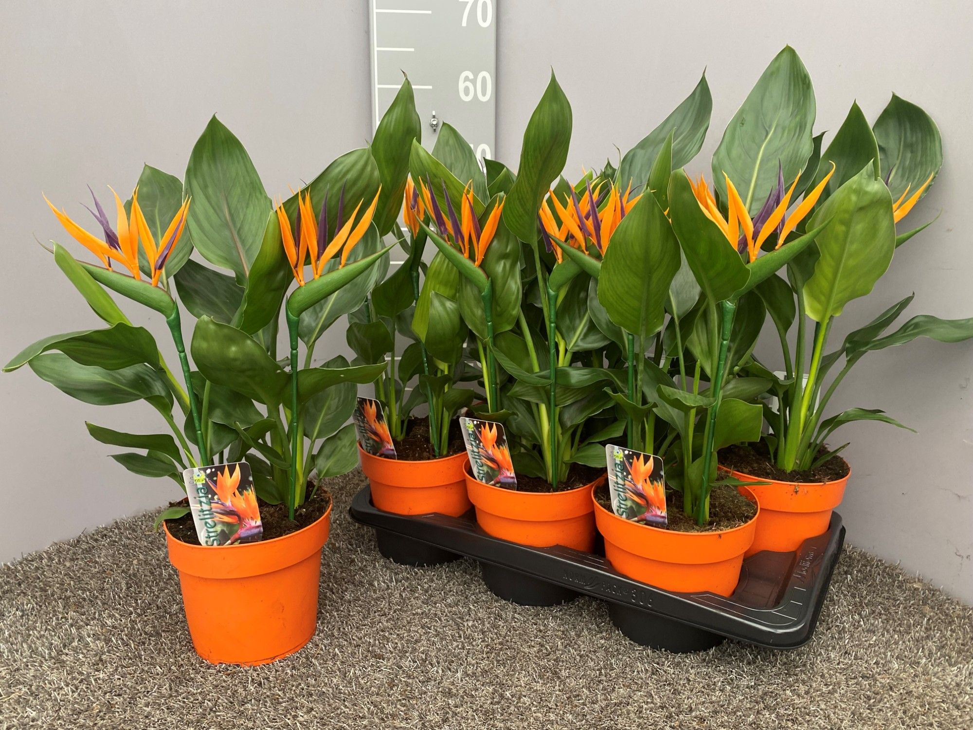 Strelitzia 4pp met 2 kunstbloemen-17, D 17