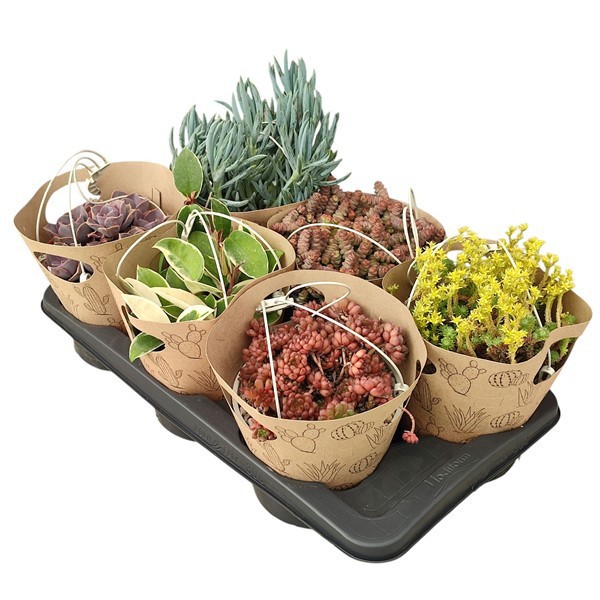 SUCCULENT MIX IN HANGING BASKET Ø16 IN LOWERED CARDBOARD POTCOVER - TRAY 6 PCS, D 16