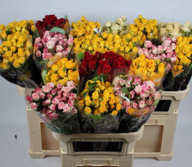 Роза куст. Микс в баке 80, шт.