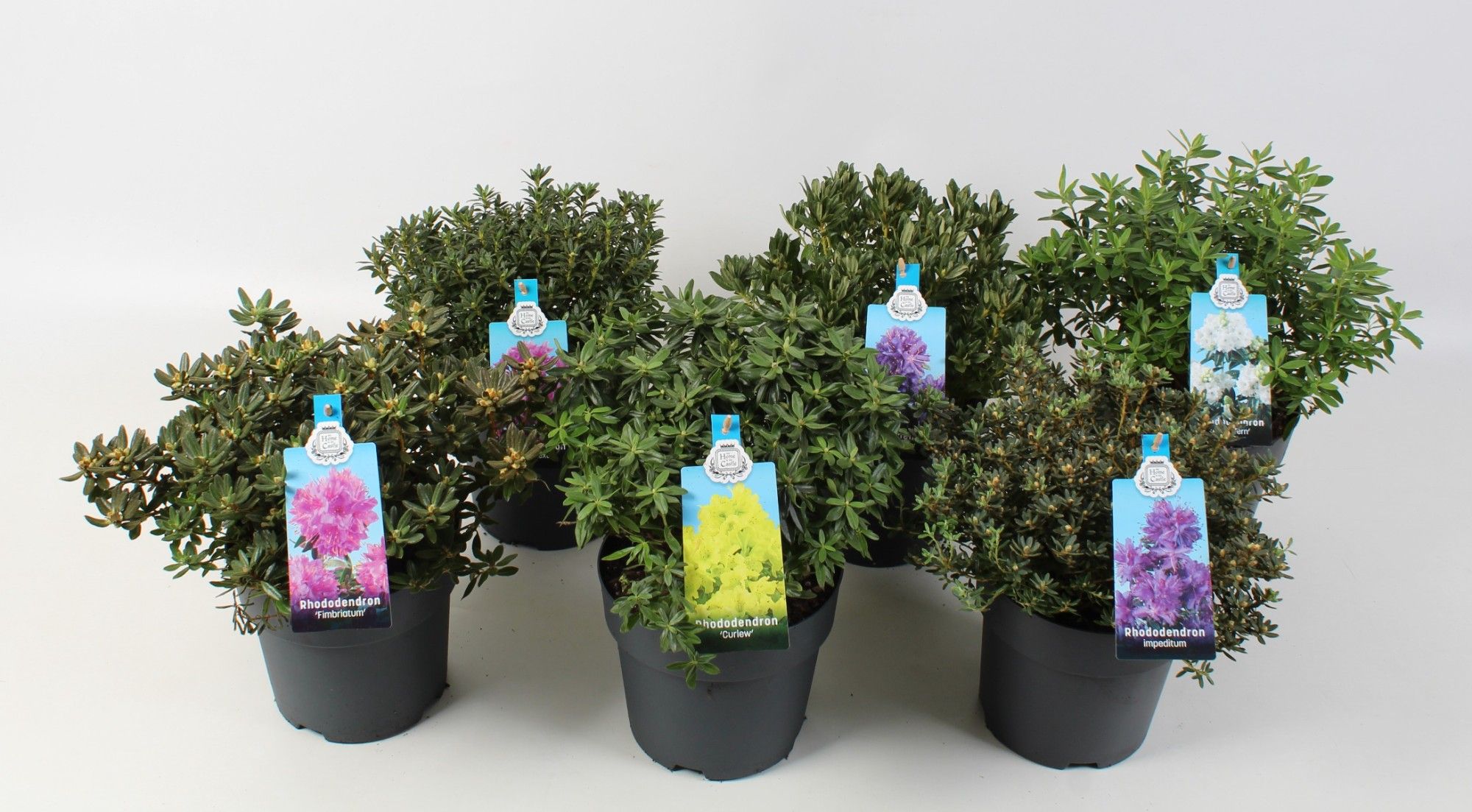 Rhododendron hippophaeoides 19 cm, D 19