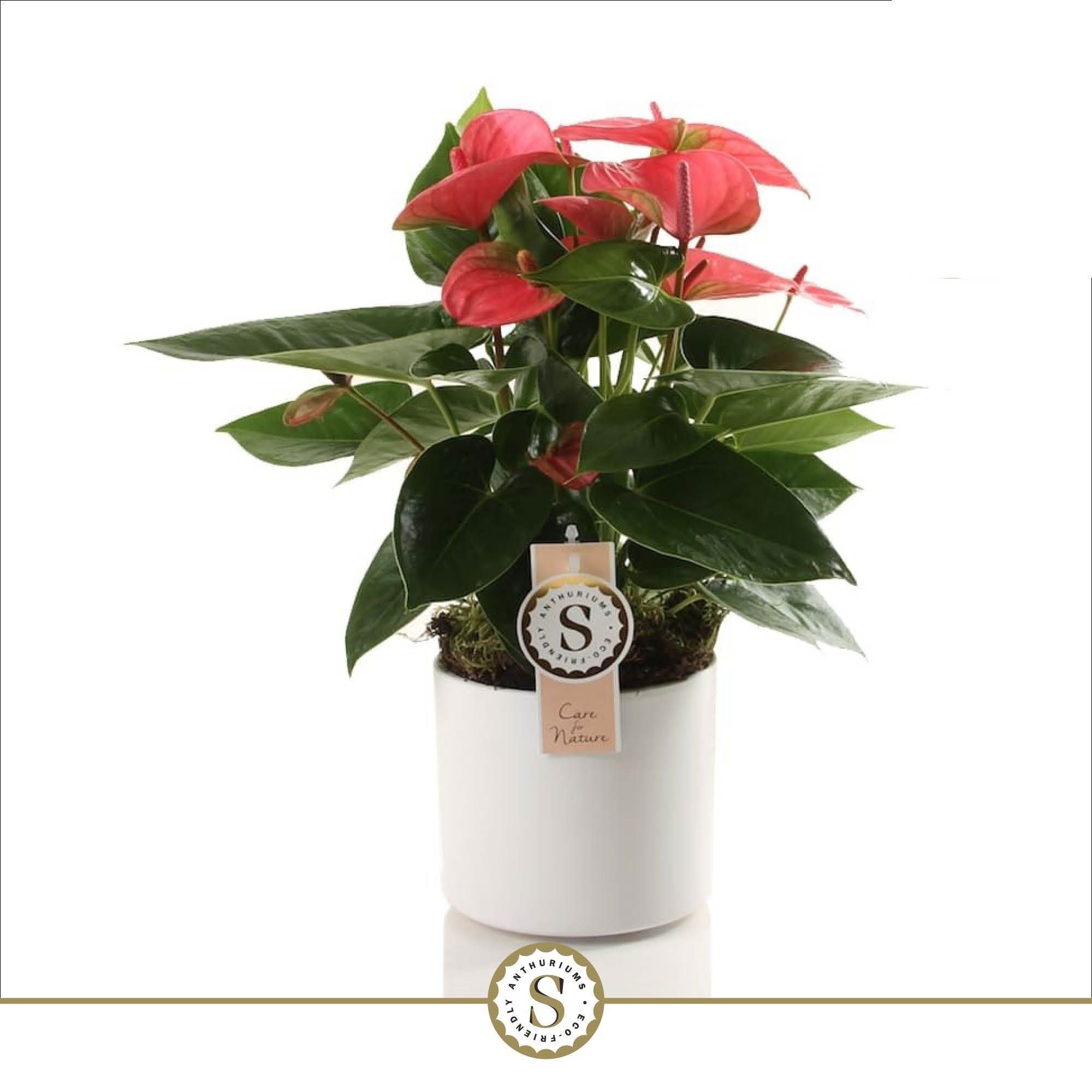 Bari keramiek White - Pink Champion, D 12