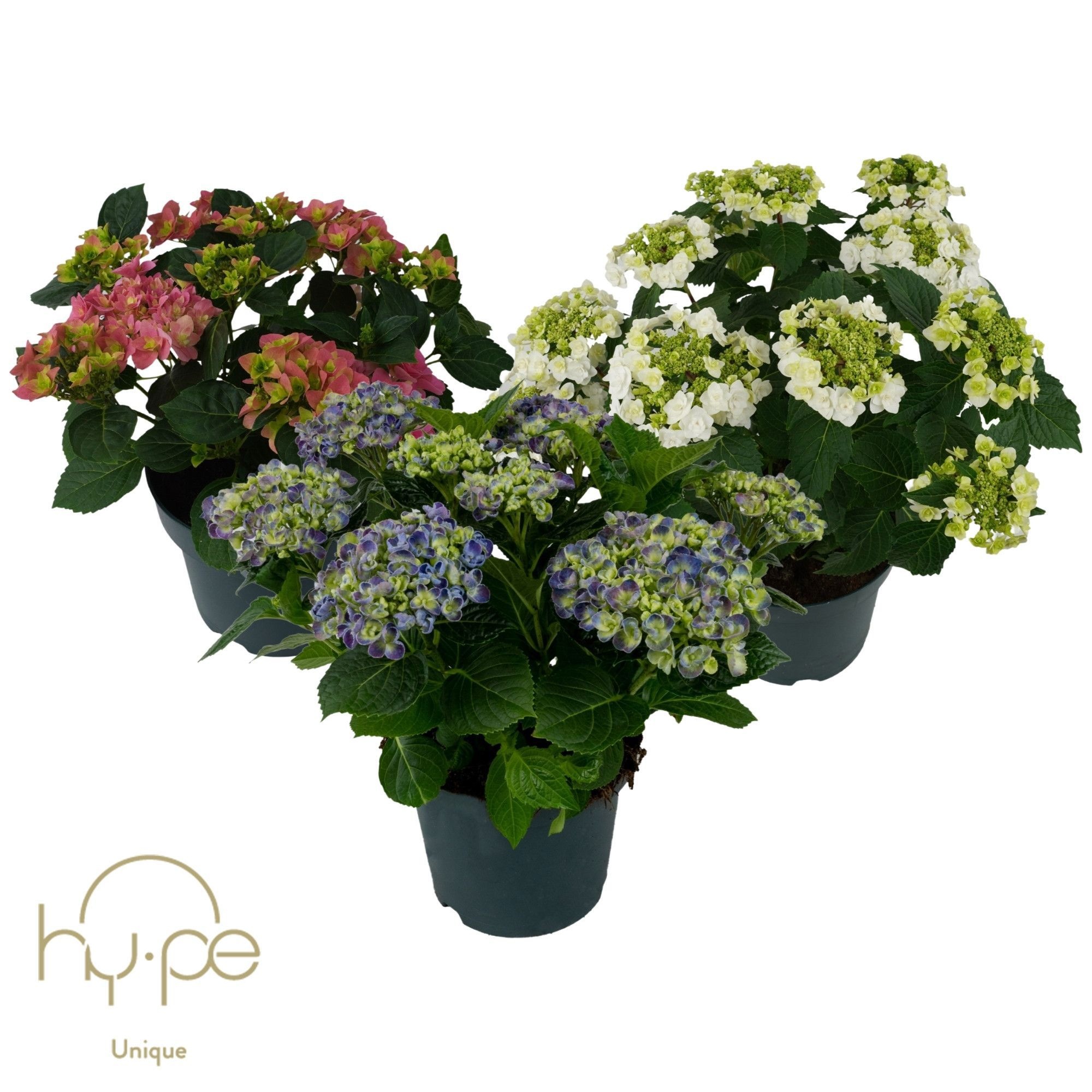 Hydrangea Mix 7+ | Hy-pe Unique, D 23
