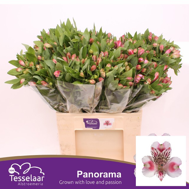 Альстромерия Панорама (бел.-роз.), шт.