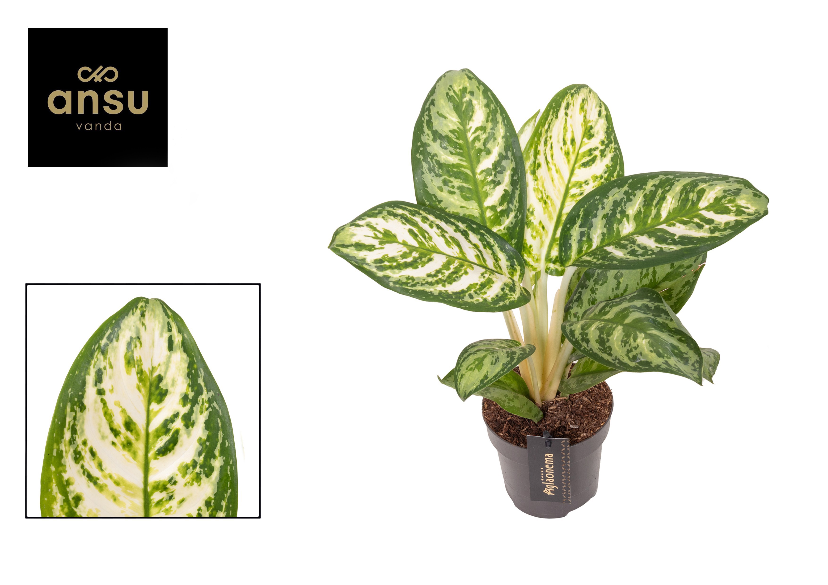 Aglaonema Minty Ice, D 12