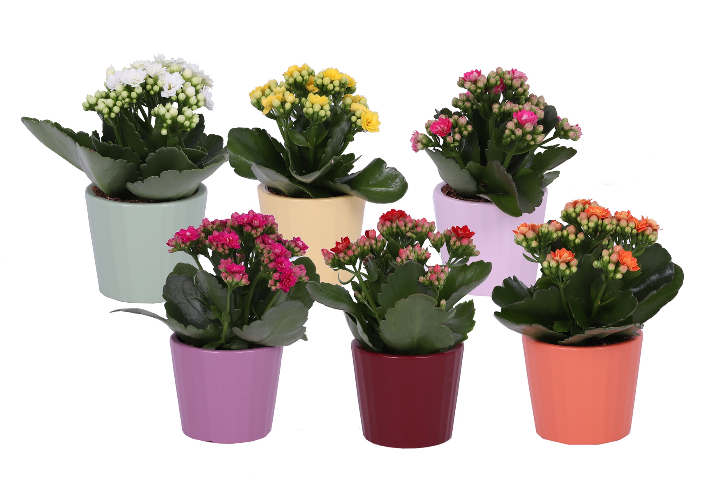 KP-902.1 - Kalanchoe 7cm mix in ribbelkeramiek, D 7