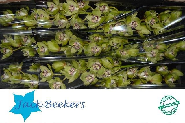 Цимбидиум Мистер Робин Гуд x9 60, шт.