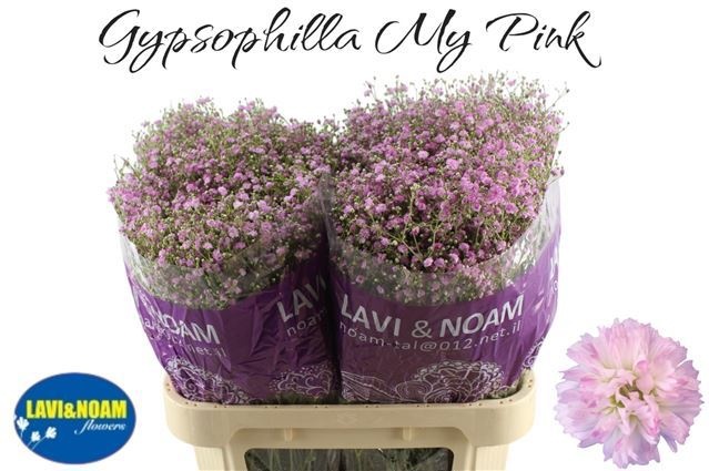 Гипсофила Май Пинк 75, шт.