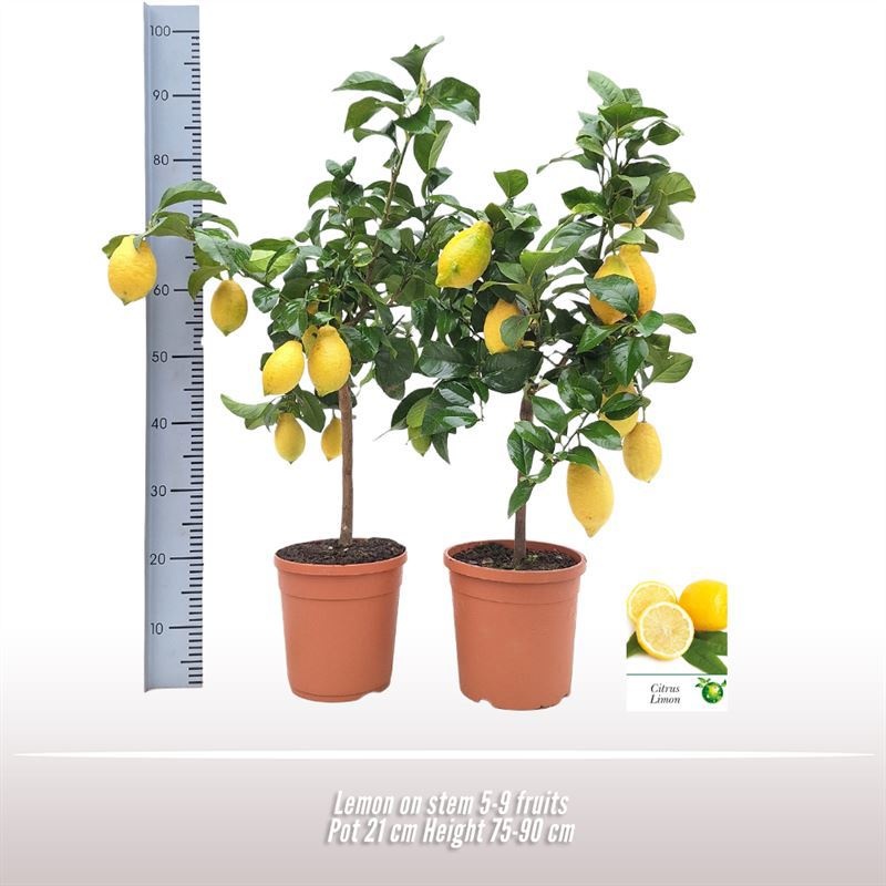 Citroen op stam, D 21