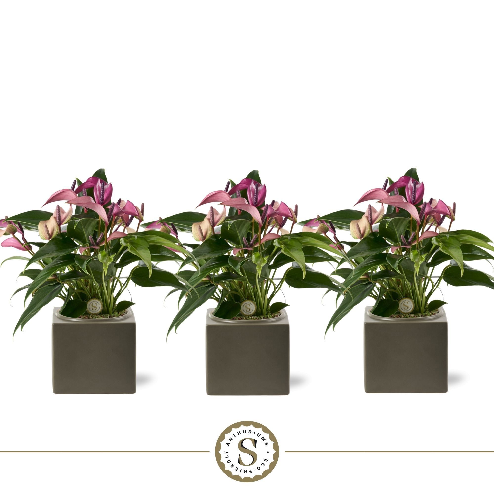 Belicia Dark Grey 12cm Zizou, D 12