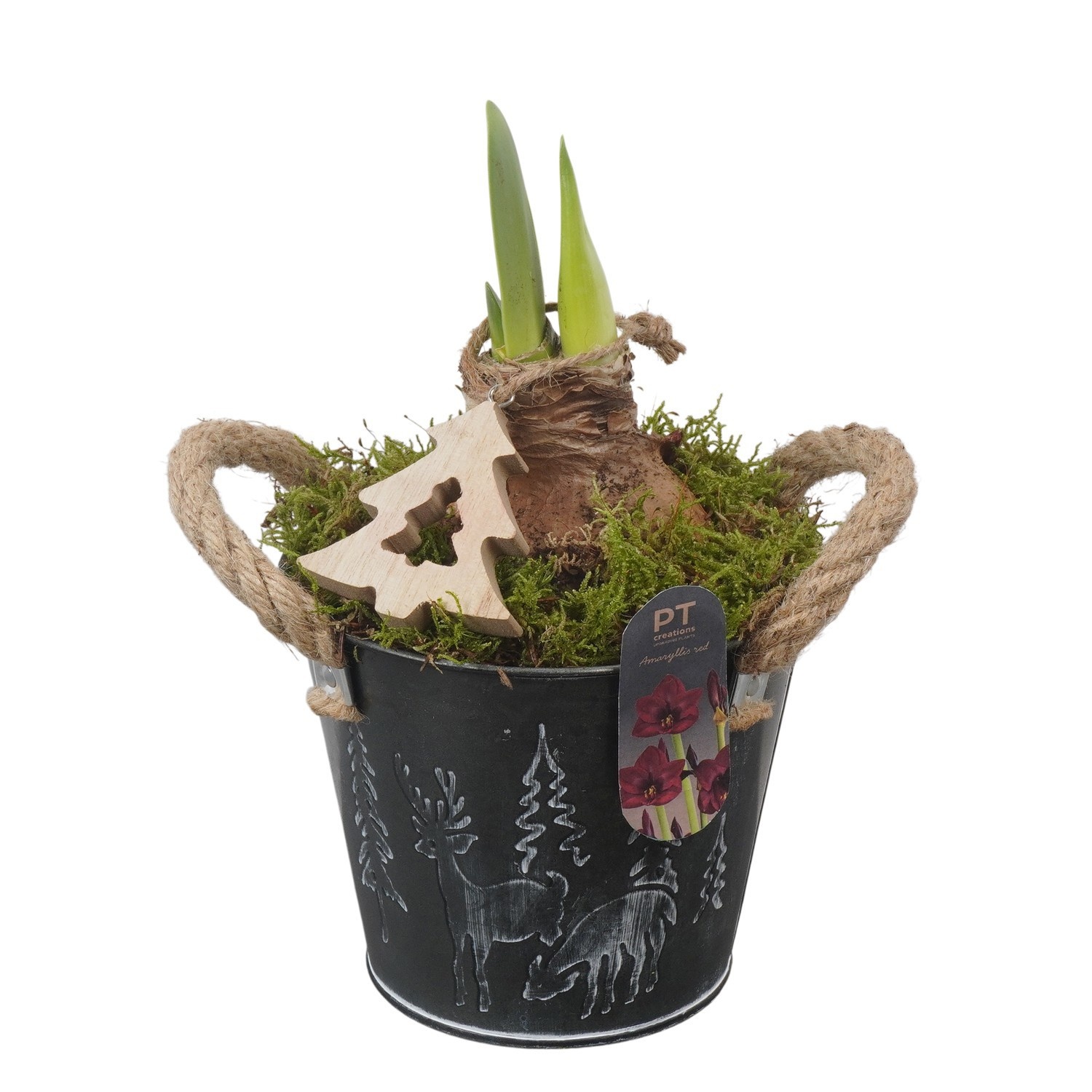 PTACH2474 Arrangement Amaryllis Christmas in metalen pot, D 13