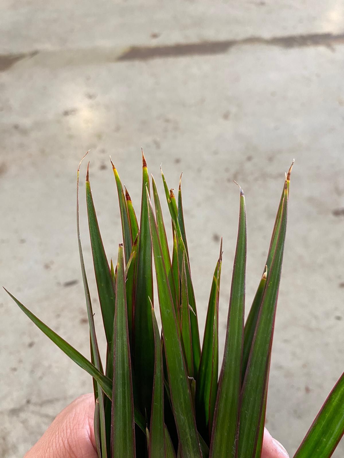 Dracaena Marginata p12 met punt, D 12 cm