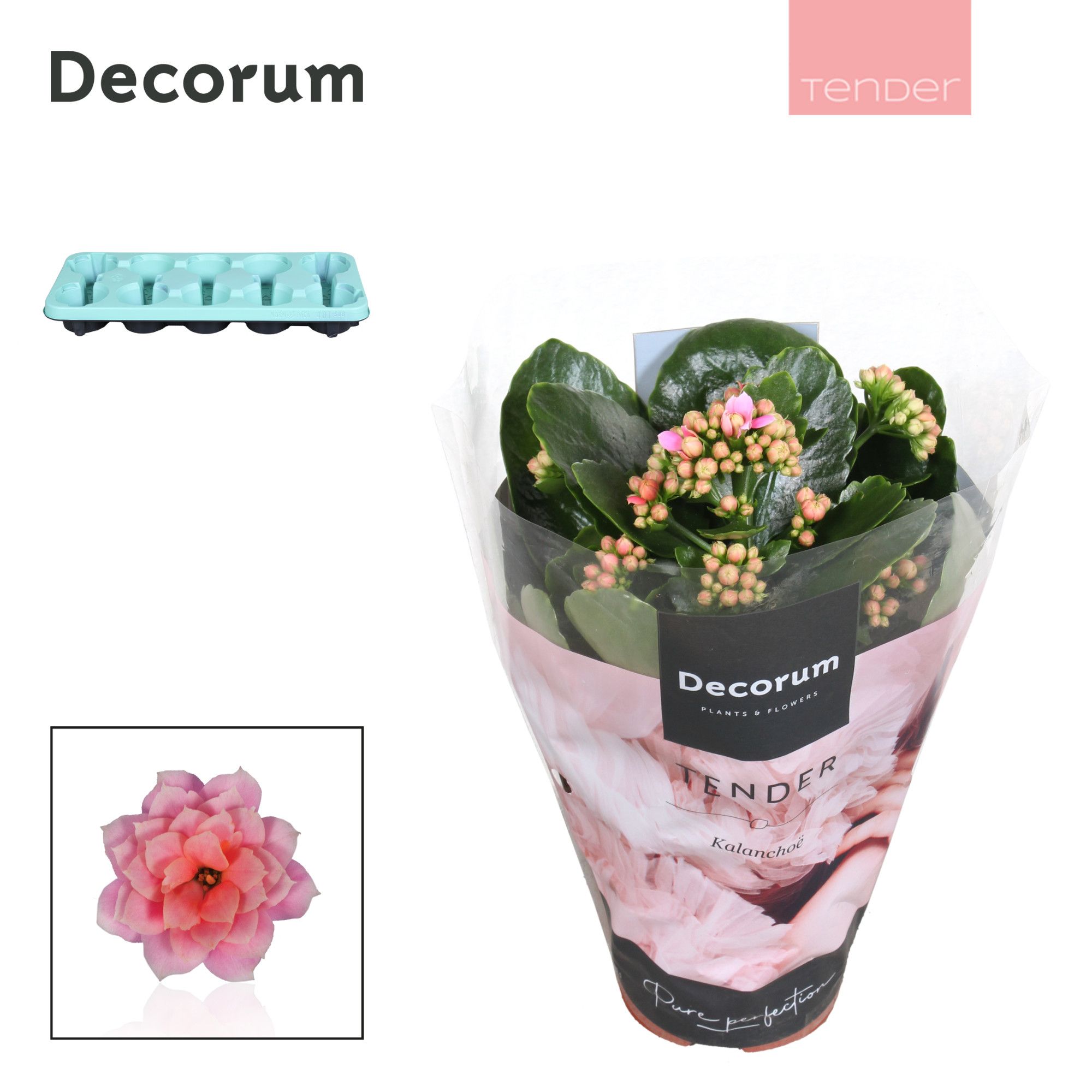 Kalanchoe Decorum TENDER- Serenity Rosa, D 10,5