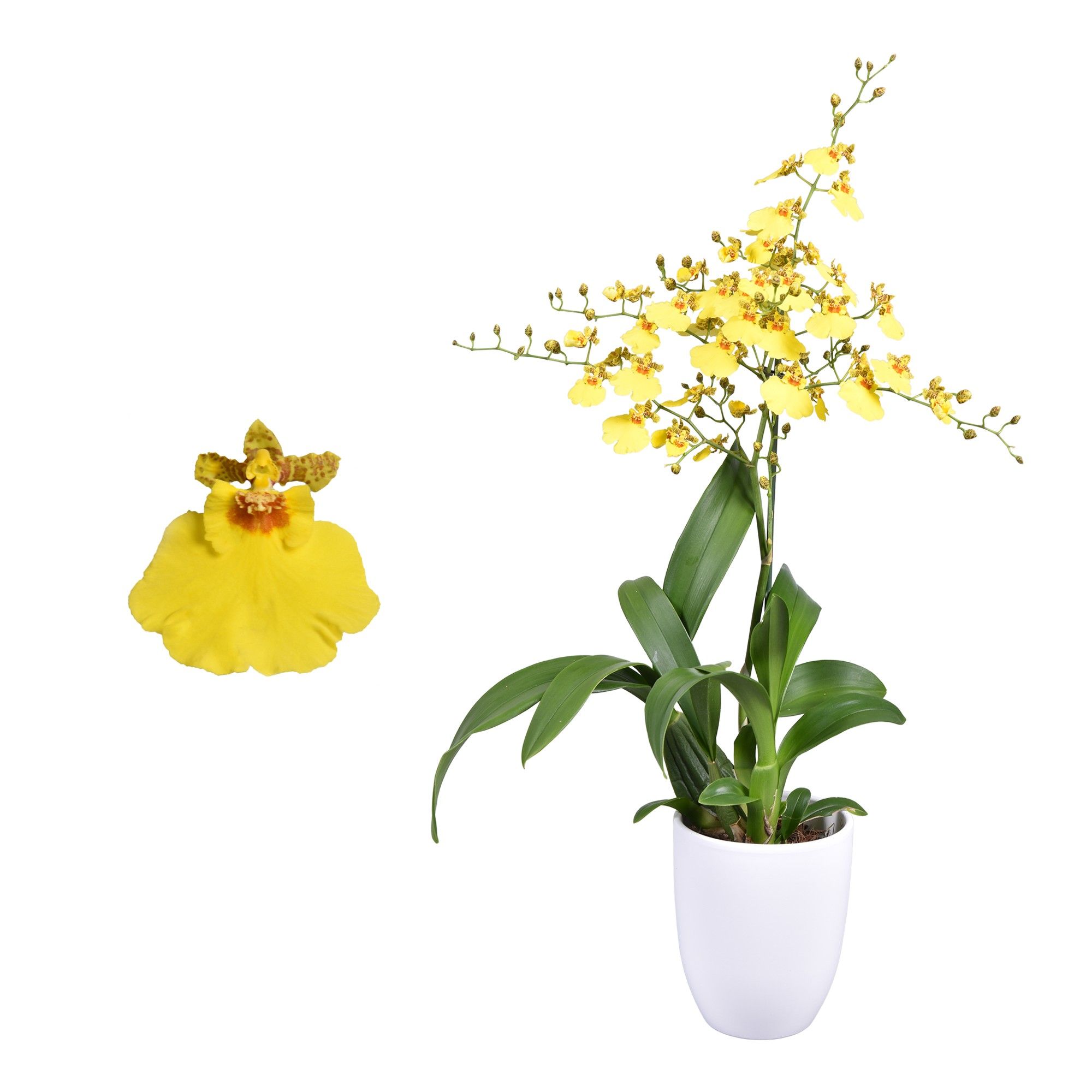 Oncidium 'Münsterland Stern' 1 tak met wit keramiek, D 14
