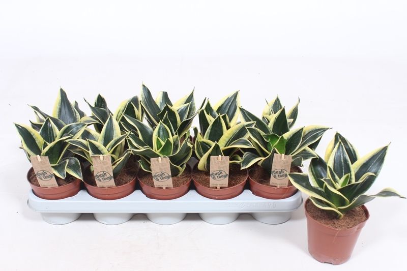 Sansevieria Lotus Hahni, D 12