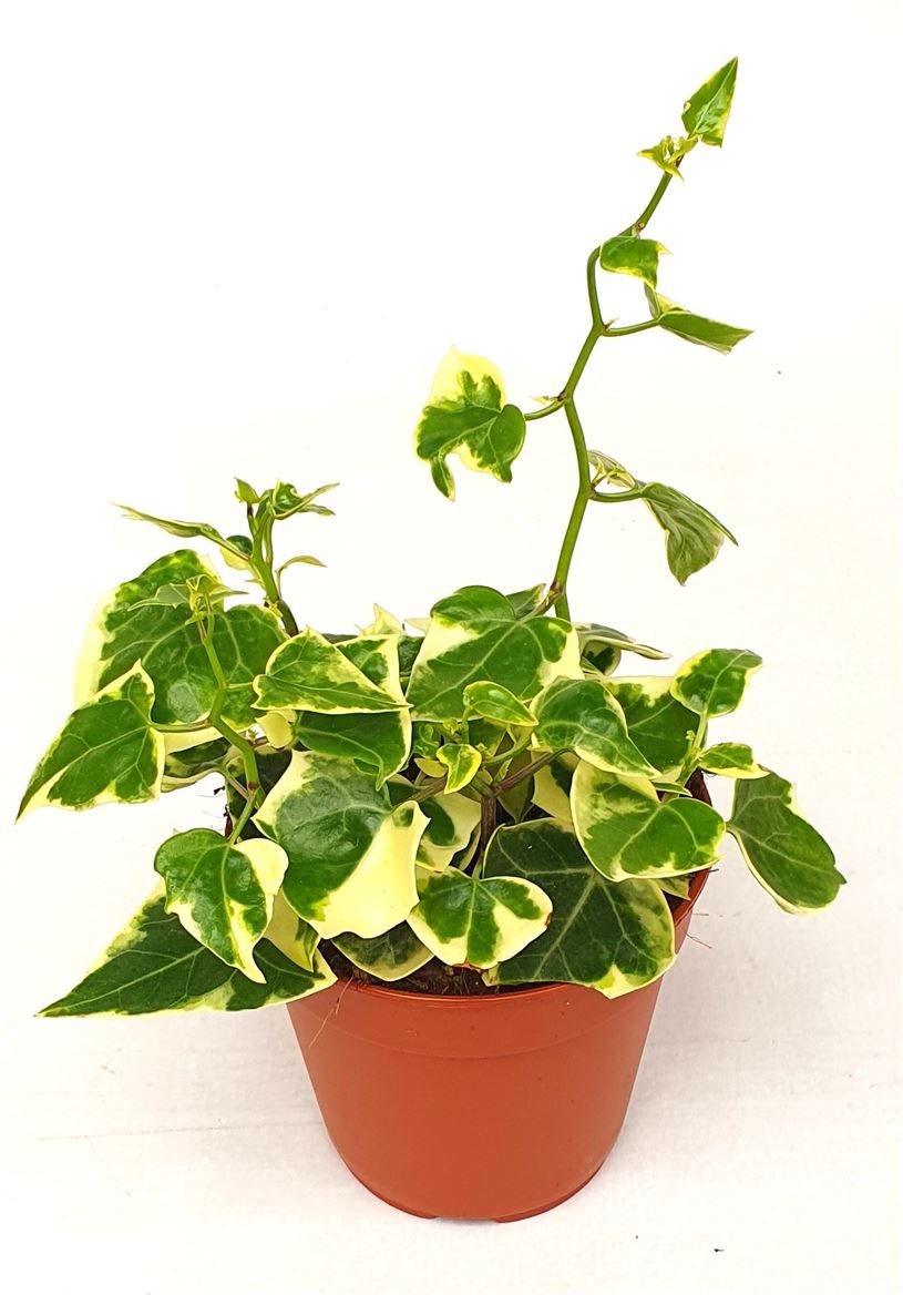 Senecio macroglossus Variegata, D 12 cm