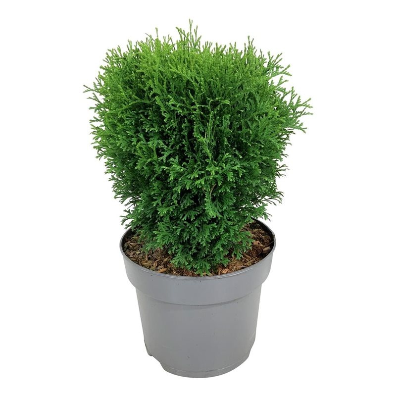 Thuja occ. 'Tiny Tim', D 24 cm Thuja occ. 'Tiny Tim', D 24 cm