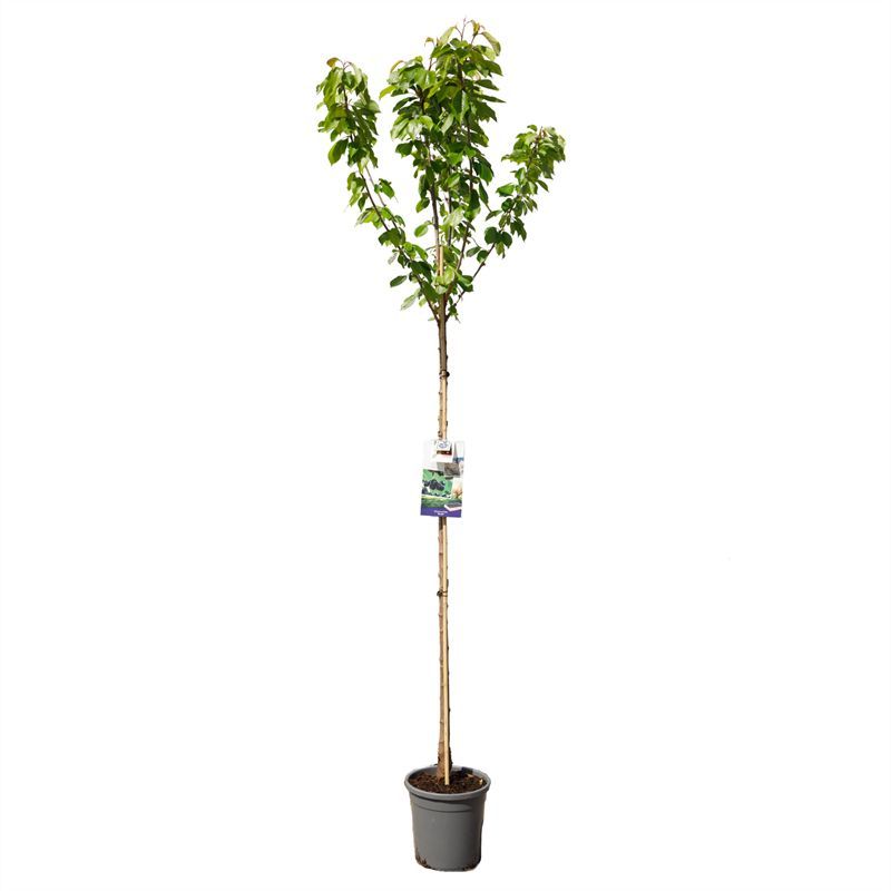 Prunus avium Burlat hoogstam Zoete kers, D 31