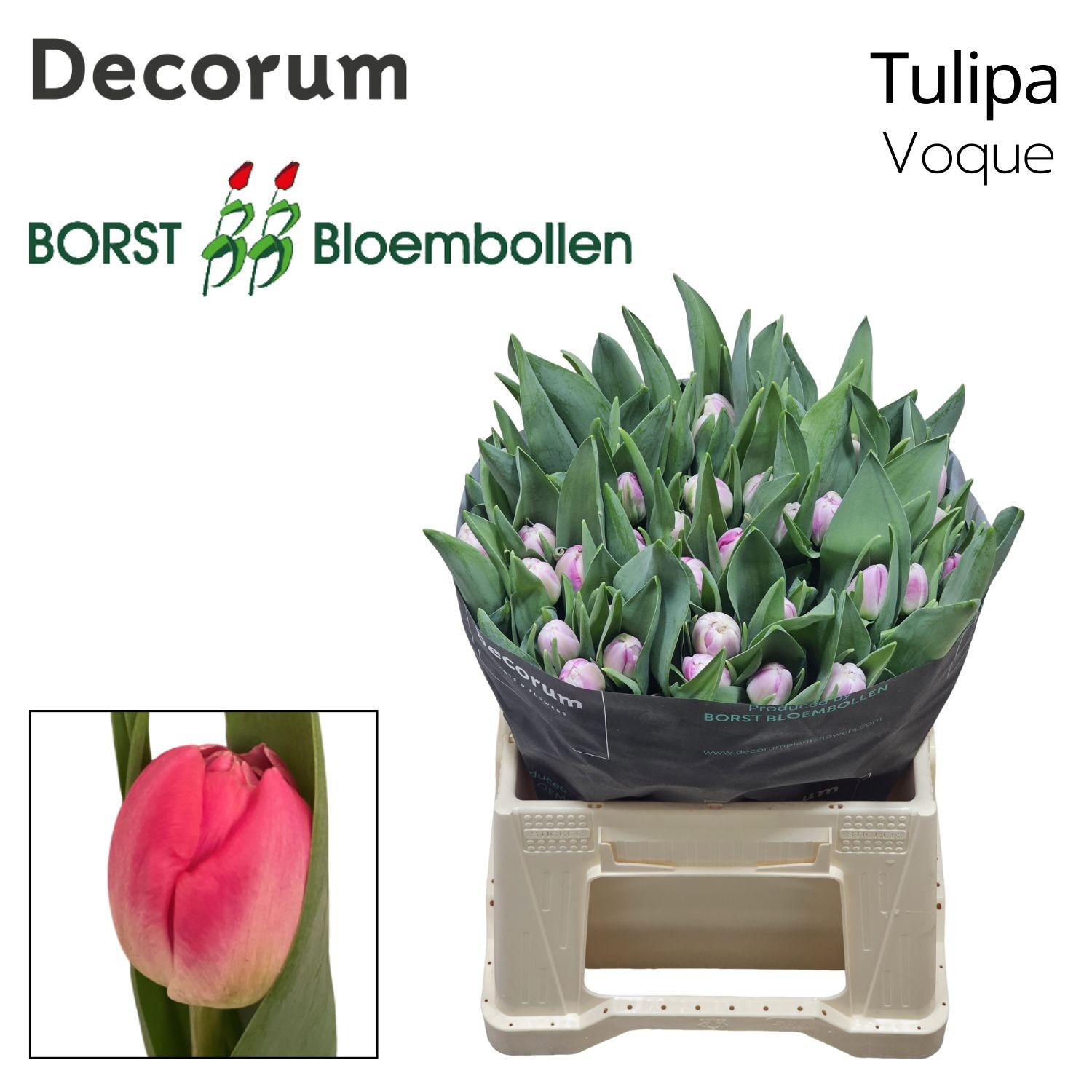 Тюльпан дв. Вог, шт.