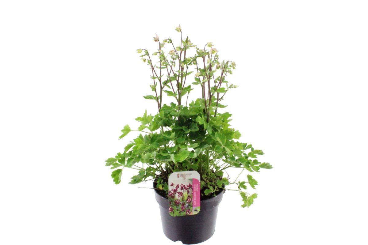 Aquilegia Vulgaris Winky Rose-White, D 17