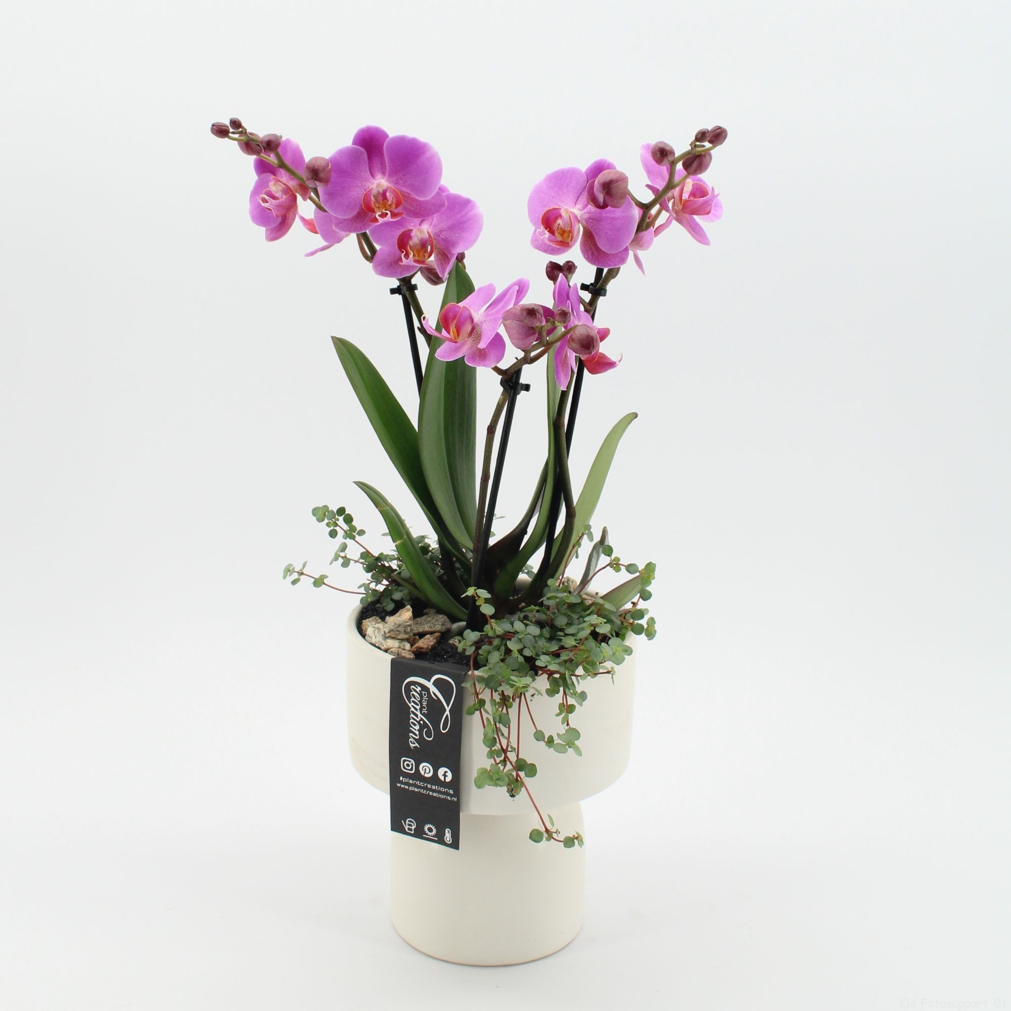PHAL-2525RZ Phalaenopsis creatie, D 16 cm PHAL-2525RZ Phalaenopsis creatie, D 16 cm