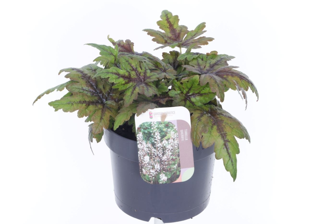 Tiarella cordifolia Sugar and Spice, D 17 cm