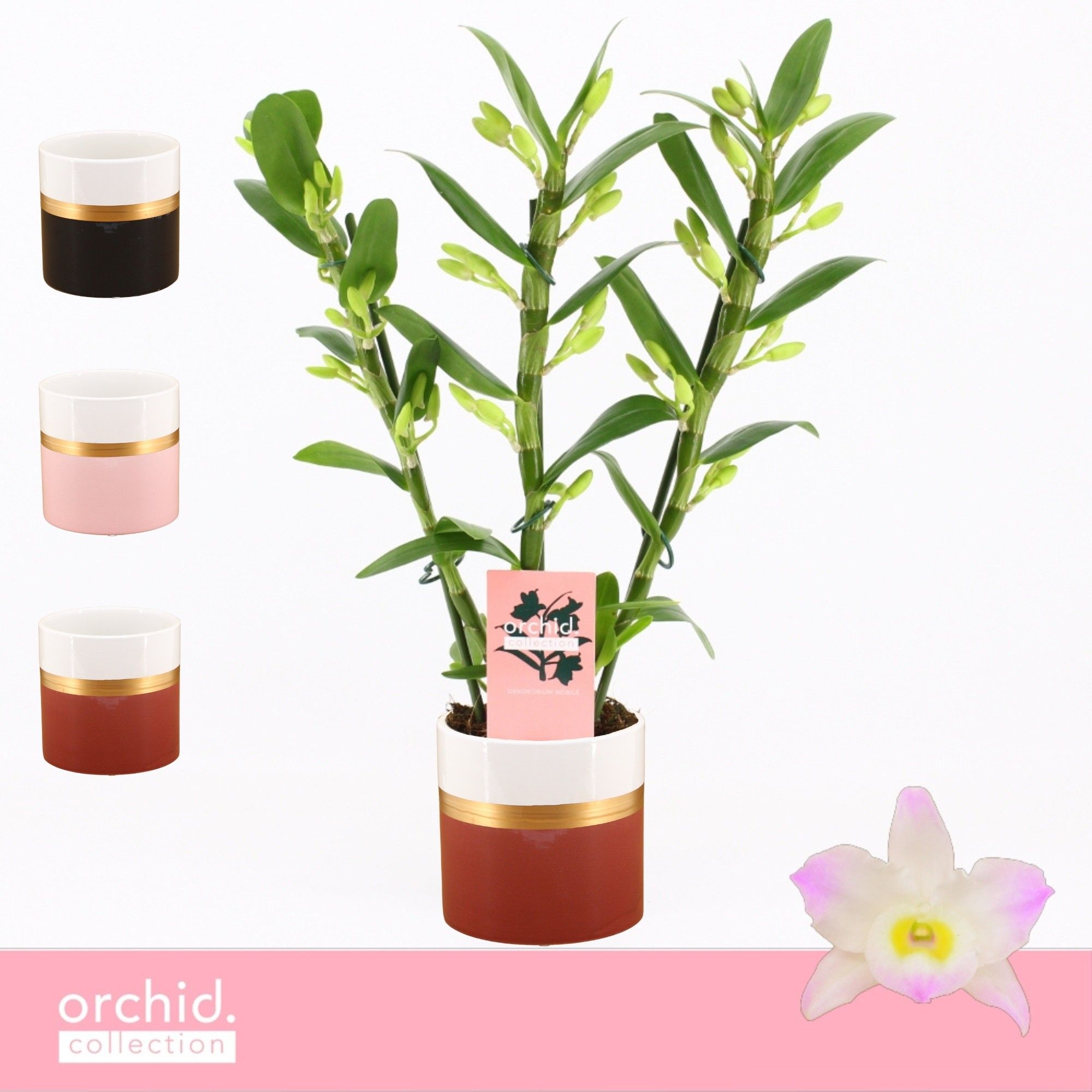 Dendrobium Nobilé, Kumiko 3-spike Compact in Dolomite Horizon 'Orchid Collection', D 12