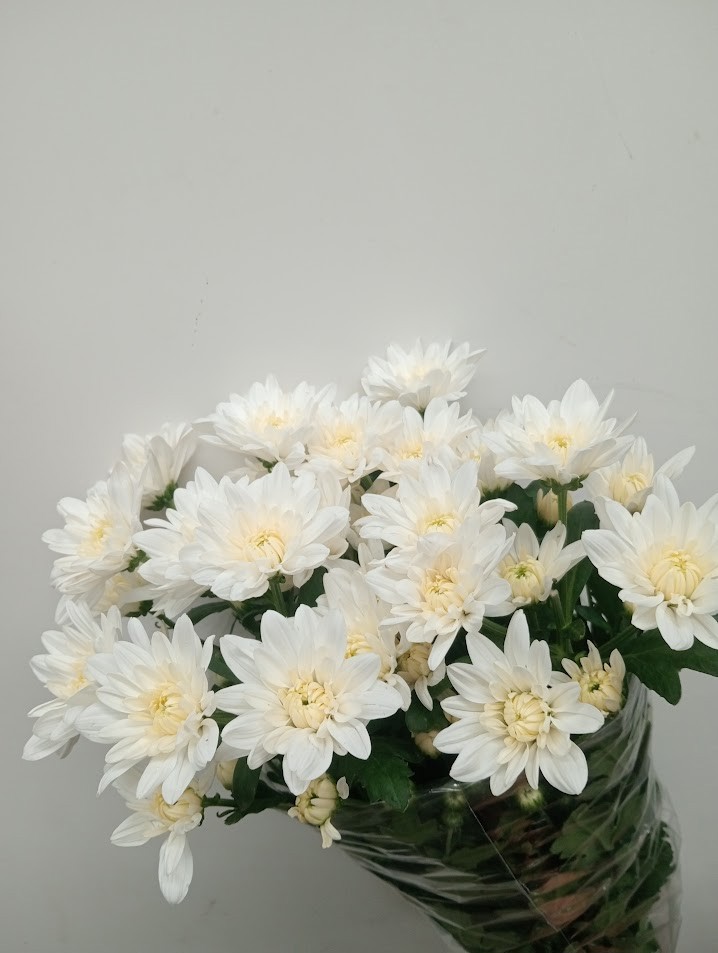 Хризантема куст. Балтика 70 (бел.), шт. Хризантема куст. Балтика 70 (бел.), шт.