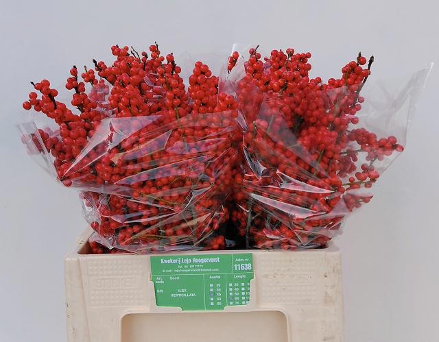 Илекс Красные ягоды 60, шт.