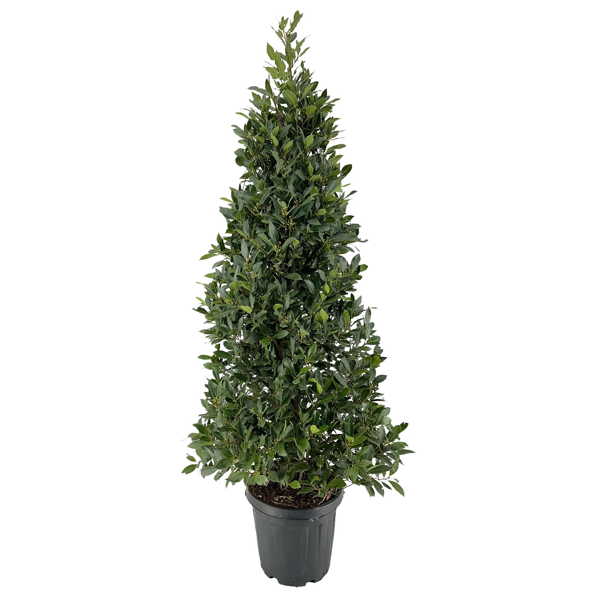 Laurus nobilis Piramide, D 30 cm