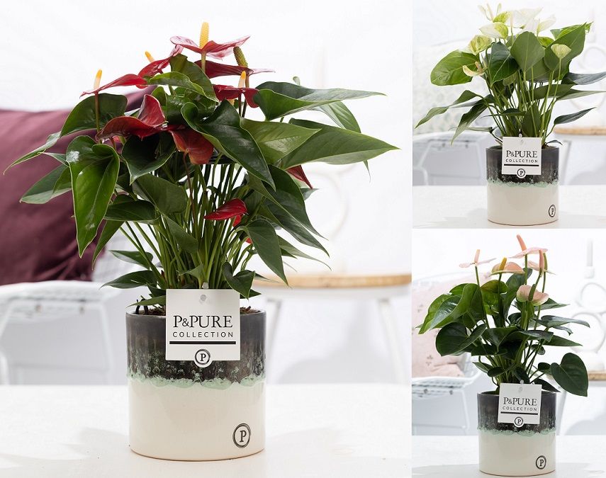 Anthurium mix in P&PURE Illusion ceramics;, D 12