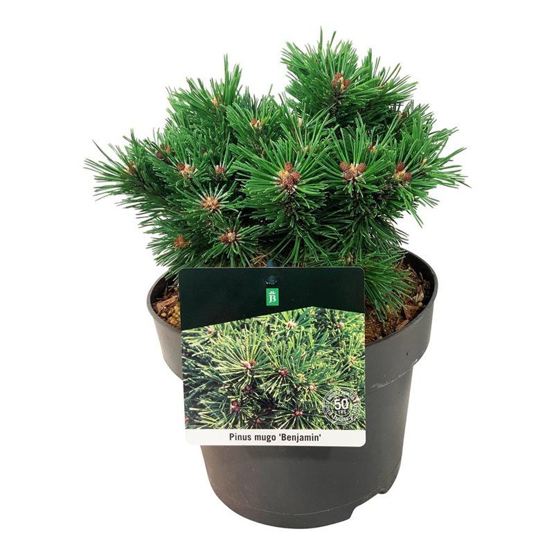 Pinus mugo 'Benjamin', D 21