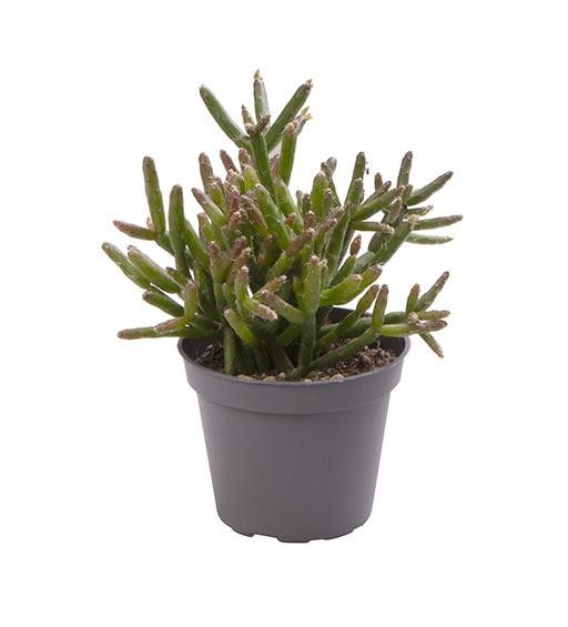 RHIPSALIS BURCHELLII, D 6