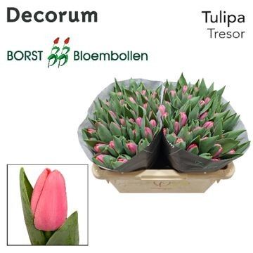 Тюльпан од. Трезор, шт.