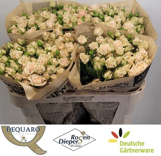 Роза куст. Таня 70, шт.