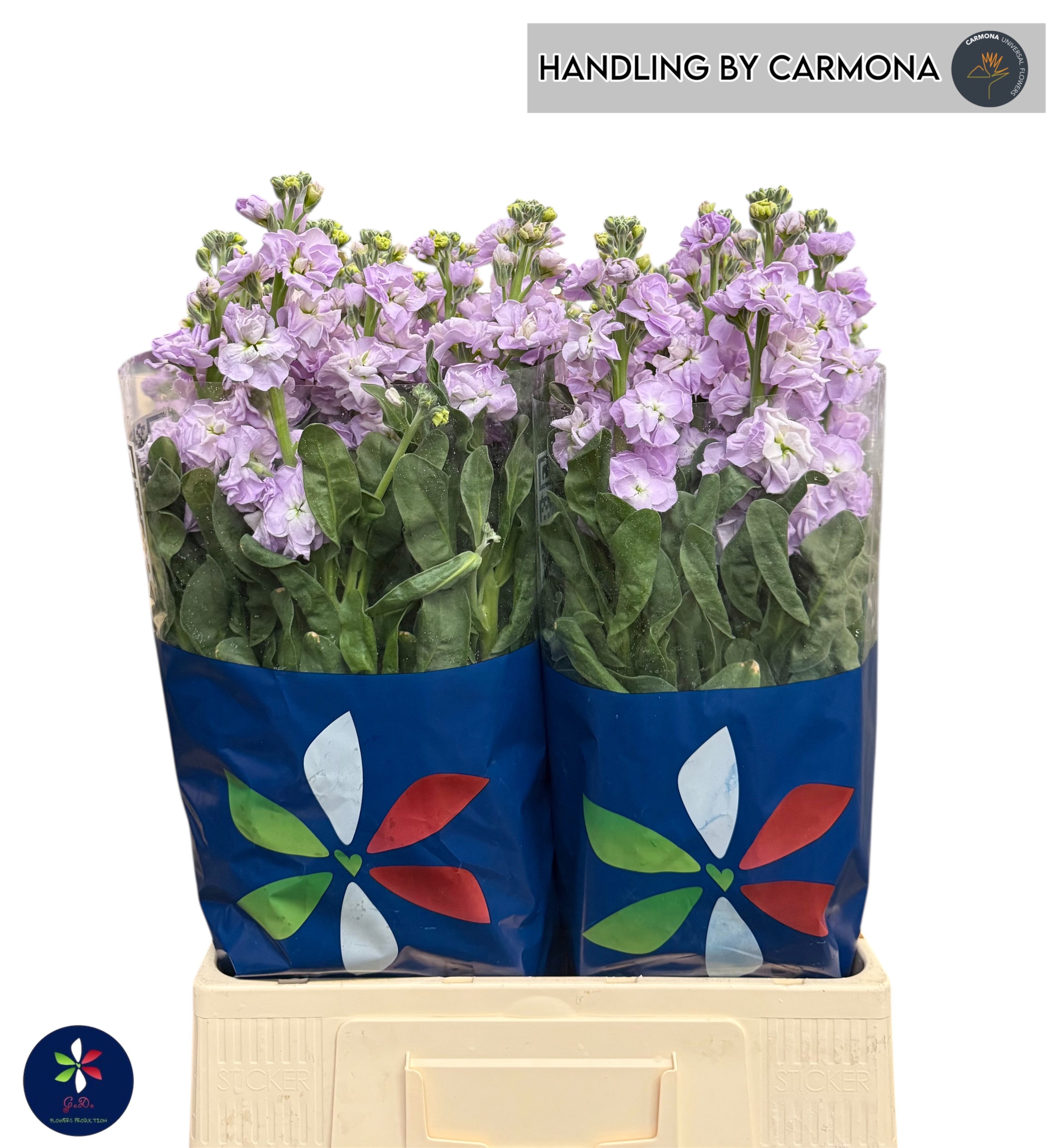 Маттиола од. Айрон Марин 70, шт. Маттиола од. Айрон Марин 70, шт.