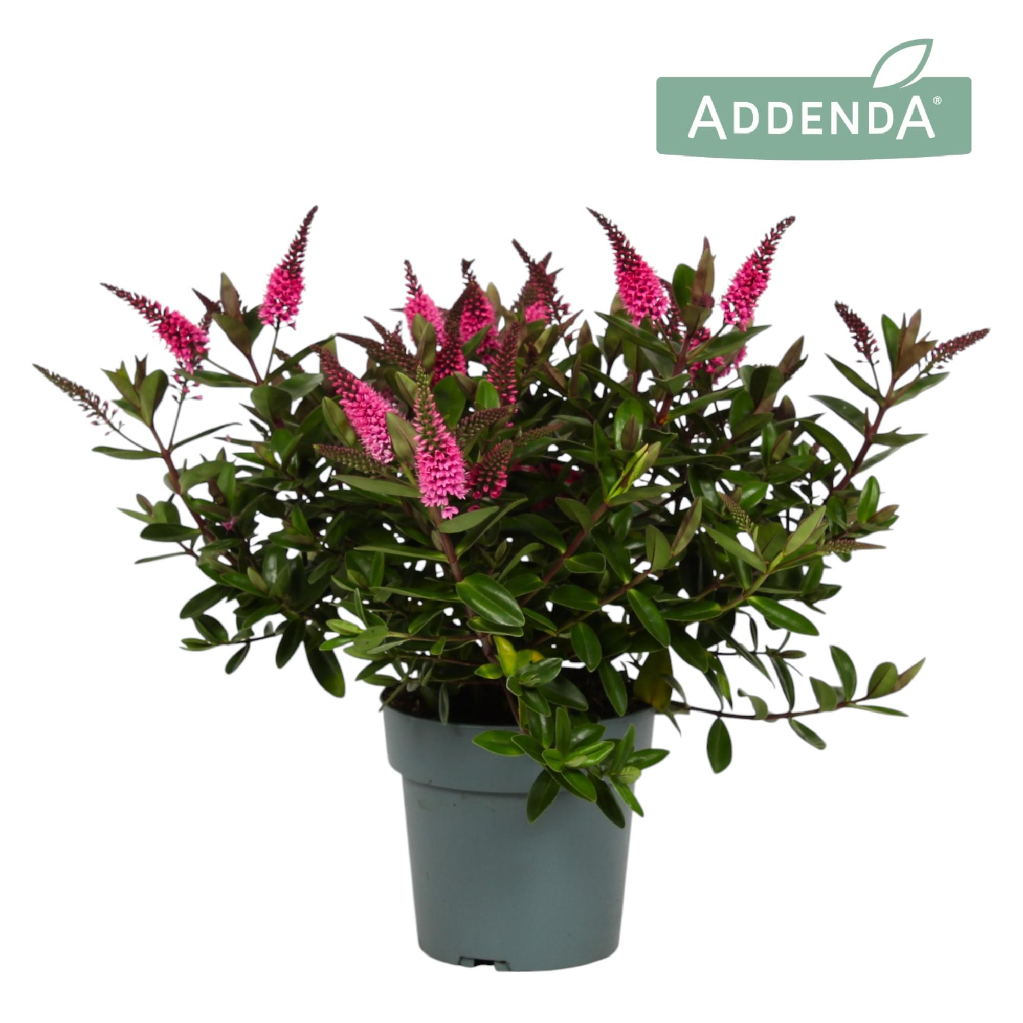 Hebe Addenda® Donna Elsa P15, D 15