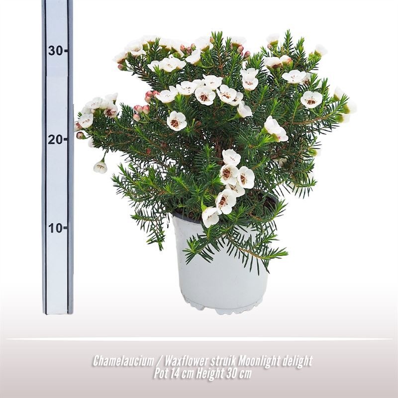 Waxflower struik Moonlight delight, D 14