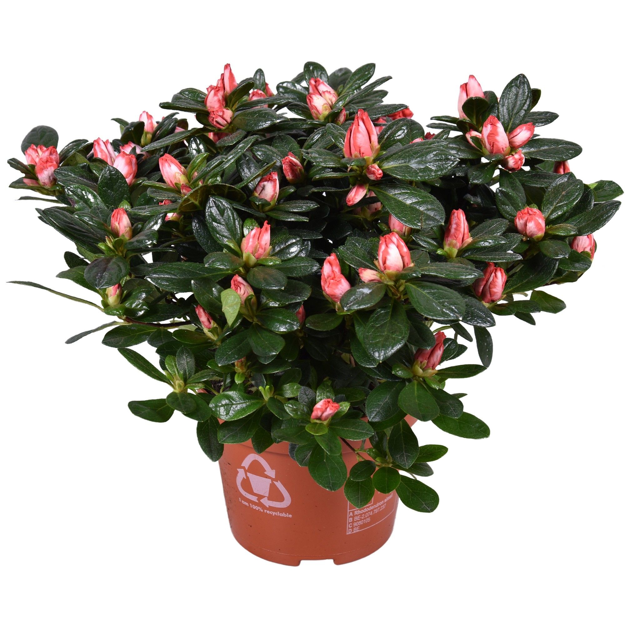 Azalea'Linde'de'Lo'bicolor", D 13