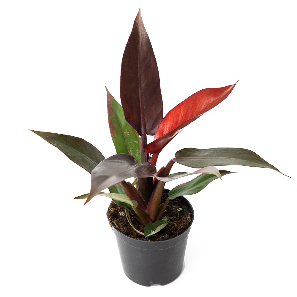 Филодендрон ред сан 9 15 (предзаказ)