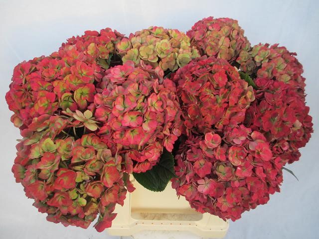 Гортензия Роял Анастасия Классик 40, шт.